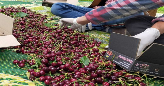Pakistan Export Cherries to China